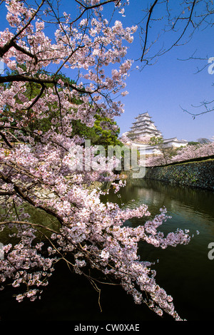 Les cerisiers en fleurs au printemps, près du château de Himeji, Himeji, préfecture de Hyogo, Japon Banque D'Images