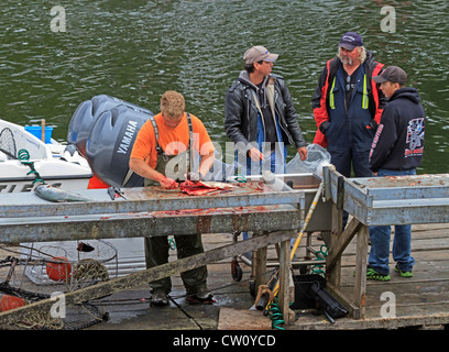 Saumon fraîchement pêchés sont vidés sur le quai de Port Renfrew. Les touristes attendent leurs poissons après une expédition de pêche locales. Banque D'Images