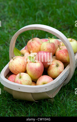 Les pommes fraîchement cueillies en bois se sont réunis dans un trug Banque D'Images