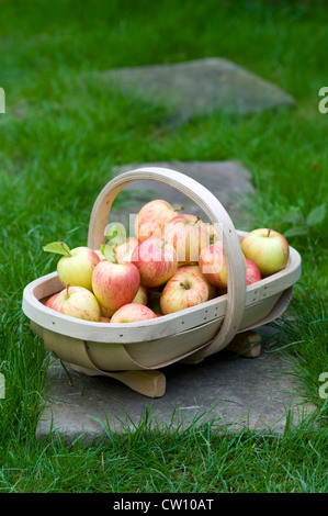 Les pommes fraîchement cueillies en bois se sont réunis dans un trug Banque D'Images