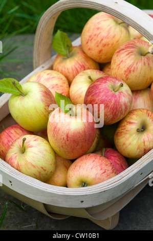 Les pommes fraîchement cueillies en bois se sont réunis dans un trug Banque D'Images