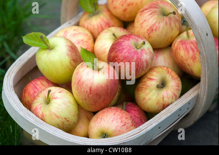 Les pommes fraîchement cueillies en bois se sont réunis dans un trug Banque D'Images