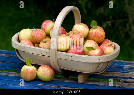 Les pommes fraîchement cueillies en bois se sont réunis dans un trug Banque D'Images