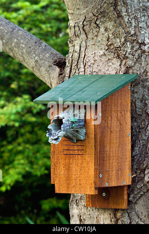 Bluebird Chambre sur l'érable arbre dans le sud de l'Indiana Banque D'Images