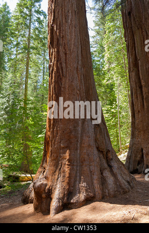 Yosemite National Park - Mariposa Grove séquoias - Californie Banque D'Images