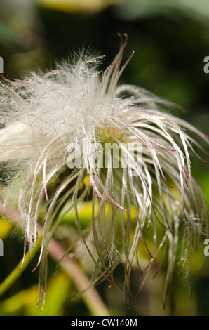 Clématite grimpante attrayante filandreux fluffy soft têtes de graine ténu la dispersion par le vent Banque D'Images