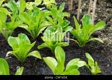 Petit bijou de plantes poussant dans une laitue soulevées Bed Banque D'Images