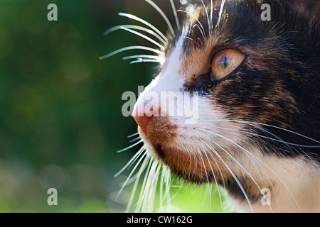 L'écaille chaton tête, moustaches, nez et yeux, UK Banque D'Images