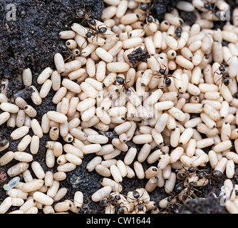 Fourmis noires tendant oeufs dans le nid, Lasius niger, dans la région de jardin, Pays de Galles, Royaume-Uni Banque D'Images