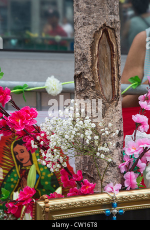 Un nœud sur un tronc d'arbre, que beaucoup considèrent comme un miracle représentant la Vierge Marie, attire des foules de fidèles pour la plupart d'origine hispanique. Banque D'Images