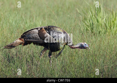 Le Dindon sauvage - alimentation dans les prairies Meleagris gallopavo Aransas NWR Texas, USA BI023332 Banque D'Images