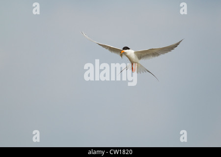 La Sterne de Forster - vol en plumage nuptial avec le poisson Sterna forsteri côte du Texas, USA BI023033 Banque D'Images