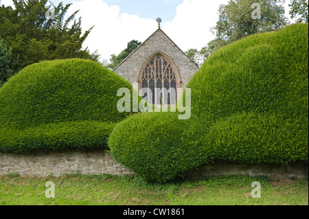 Yew hedge autour de Eglise en village de Brampton Bryan Herefordshire Angleterre UK Banque D'Images