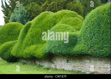 Yew hedge autour de Eglise en village de Brampton Bryan Herefordshire Angleterre UK Banque D'Images