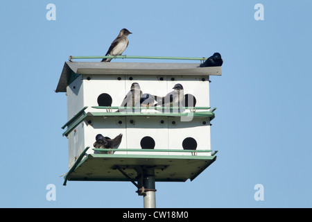 Purple Martin - nichant dans Purple Martin house Progne subis Brazos Bend State Park, Texas USA BI023324 Banque D'Images