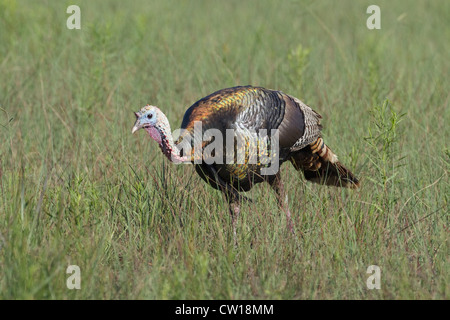 Le Dindon sauvage - alimentation dans les prairies Meleagris gallopavo Aransas NWR Texas, USA BI023327 Banque D'Images