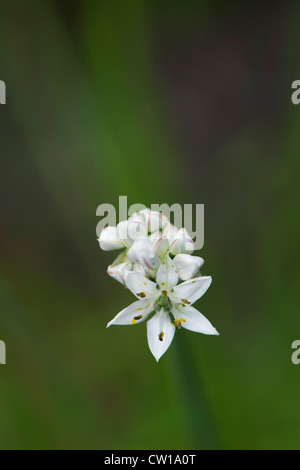 Allium tuberosum. Fleur de l'ail chinois Banque D'Images