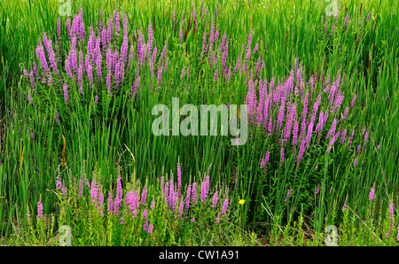 La Salicaire (Lythrum salicaria), le Grand Sudbury, Ontario, Canada Banque D'Images