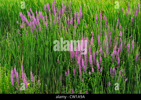 La Salicaire (Lythrum salicaria), le Grand Sudbury, Ontario, Canada Banque D'Images