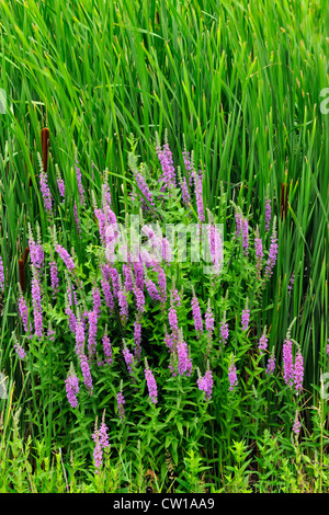 La Salicaire (Lythrum salicaria), le Grand Sudbury, Ontario, Canada Banque D'Images