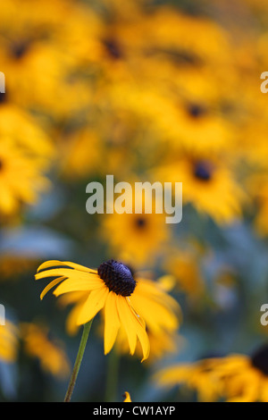 Un champ de susans black-eyed. Banque D'Images