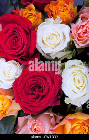 Bouquet de roses de couleur différents plusieurs close up Banque D'Images