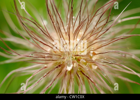 Anémone pulsatille (Pulsatilla vulgaris) tête de semences avec des gouttes de pluie, le Grand Sudbury, Ontario, Canada Banque D'Images