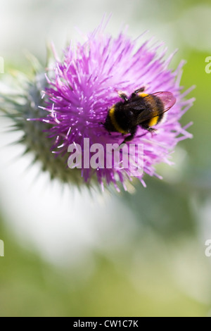 Silybum marianum chardon avec un Bee gathering Pollen Banque D'Images
