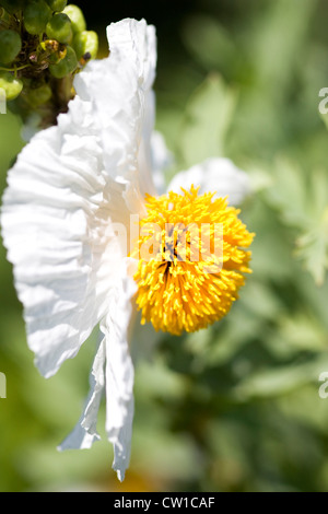 Romneya coulteri Californian Tree Poppy Banque D'Images