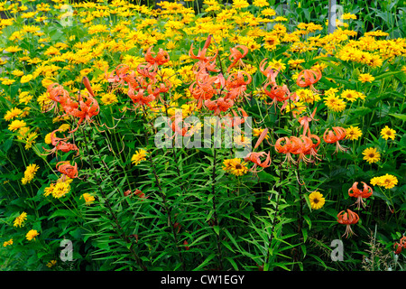 Tiger Lily (Lillium spp.) avec heliposis dans un jardin, le Grand Sudbury, Ontario, Canada Banque D'Images