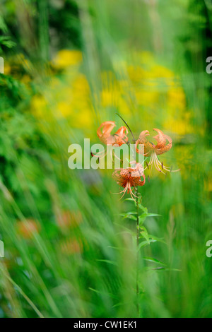 Tiger Lily (Lillium spp.) avec heliposis dans un jardin, le Grand Sudbury, Ontario, Canada Banque D'Images