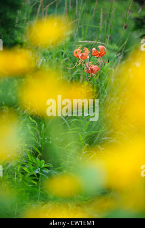 Tiger Lily (Lillium spp.) avec heliposis dans un jardin, le Grand Sudbury, Ontario, Canada Banque D'Images