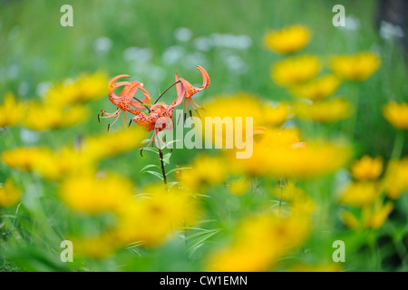 Tiger Lily (Lillium spp.) avec heliposis dans un jardin, le Grand Sudbury, Ontario, Canada Banque D'Images