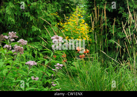 Tiger Lily (Lillium spp.) avec les herbes, eupatoire et heliposis dans un jardin, le Grand Sudbury (Ontario), Banque D'Images