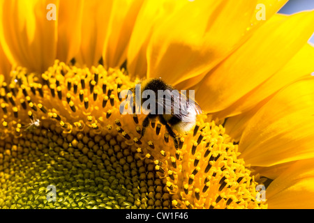 L'Helianthus annuus. Bombus terrestris sur une tête de tournesol. Banque D'Images