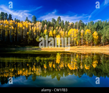 Beau lac de pommes de terre sur le Mogollon Rim, Arizona. Banque D'Images