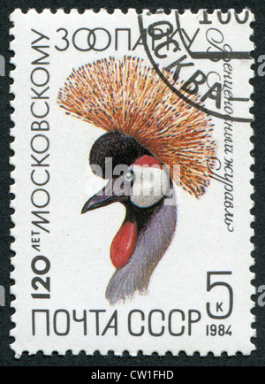 Urss - circa 1984 : timbres-poste imprimés dans l'URSS, consacrée à 120 anniversaire du Zoo de Moscou, indique Balearica pavonina Banque D'Images