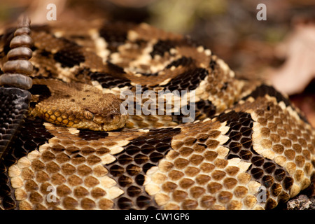 Crotale des bois Crotalus horridus - close up Banque D'Images