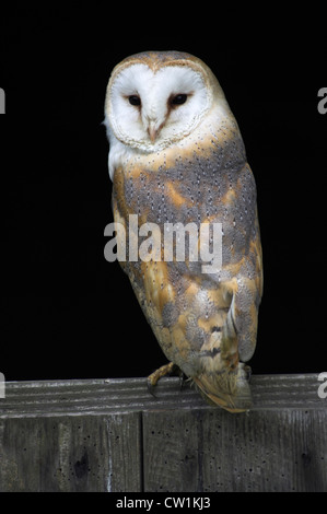 Des profils Barn Owl perching sur rebord de fenêtre en bois. (Captive) Royaume-Uni Novembre 2008 Banque D'Images