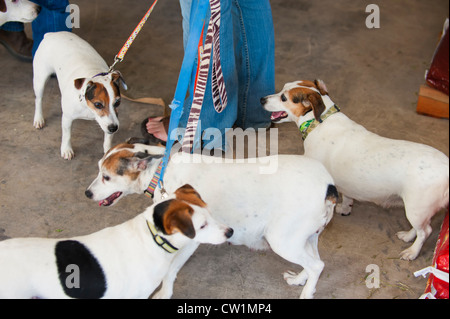 L'excès de graisse des chiens de terrier de rat en laisse en une clinique provisoire dans Leakey, Texas, États-Unis Banque D'Images