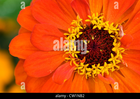 Zinnia elegans fleur. Banque D'Images