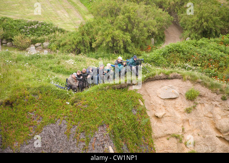 Les observateurs d'oiseaux sur les falaises de Cornwall Banque D'Images