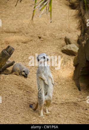 Meerkat, Zoo de Colchester, Essex, Angleterre Banque D'Images