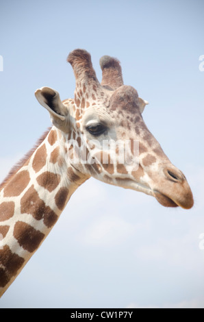 Girafe, hors de l'Afrique, Zoo de Colchester, Essex, Angleterre, Royaume-Uni Banque D'Images