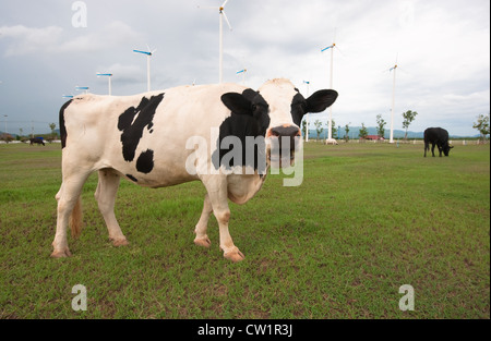 Les vaches sur pré vert Banque D'Images