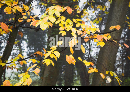 Jour brumeux en novembre dernier - feuilles jaunes sur beechtrees en automne Banque D'Images