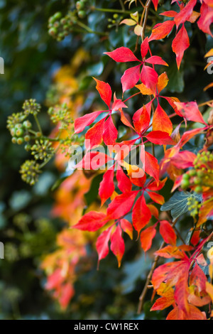 Feuilles rouges du Virginian colorés et rampantes lierre en automne Banque D'Images