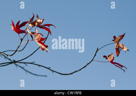 Dernière feuilles rouges sur un arbre en automne danser dans le vent Banque D'Images