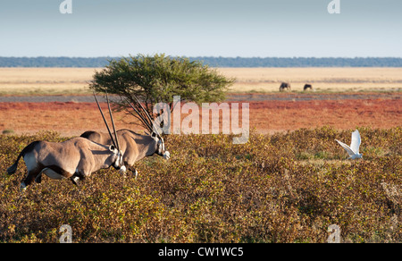 (Oryx gazella Oryx), ou gemsbok, et héron garde-boeuf (Bubulcus ibis) à Fischer du PAN. Parc National d'Etosha, Namibie. Banque D'Images