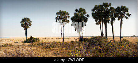 Twee Palms waterhole, Fischer du Pan, Etosha National Park, Namibie. Banque D'Images